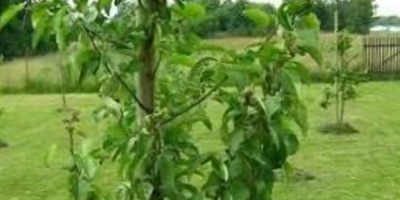 Kupię gruszkę konferencję 2letnią na pigwie tel.+[telefon]