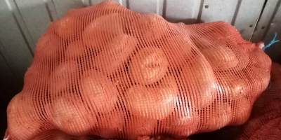 Sprzedam ziemniaki jadalne Jurek. Sadzone z sadzeniaka kwalifikowanego. Duże,