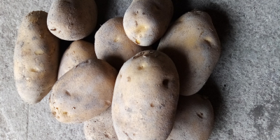 Sprzedam ziemniaki jadalne Jurek. Sadzone z sadzeniaka kwalifikowanego. Duże,