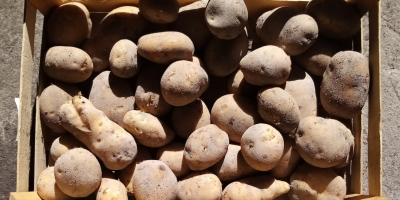 Sprzedam ziemniaki jadalne Jurek. Sadzone z sadzeniaka kwalifikowanego. Duże,