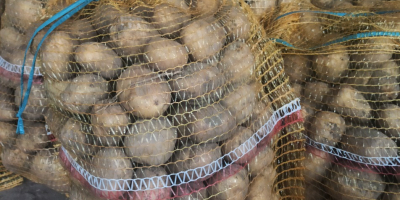 Sprzedam ziemniaki jadalne- odmiana Lord. Więcej informacji pod nr.