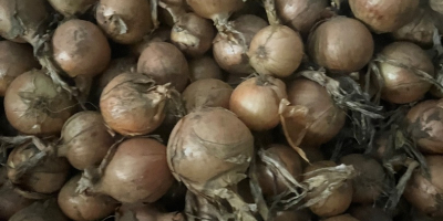 Sprzedam cebulę różne opakowanie i rożny kalibracje 50mm-120mm więcej