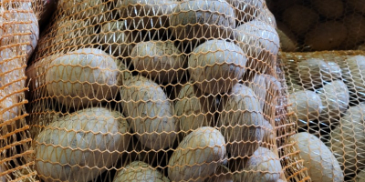 Witam , mam do sprzedania ziemniaki z własnego gospodarstwa