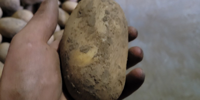 Witam , mam do sprzedania ziemniaki z własnego gospodarstwa