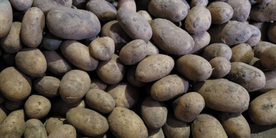 Witam , mam do sprzedania ziemniaki z własnego gospodarstwa