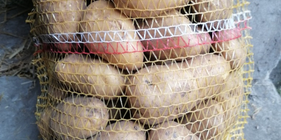 Witam sprzedam ziemniaki jadalne odmiany bellarosa, red sonia, Jurek,