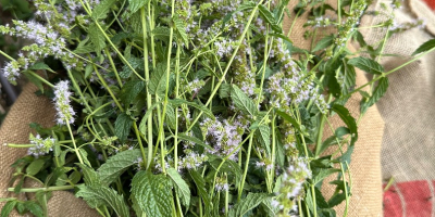 Certyfikowana organiczna mięta pieprzowa