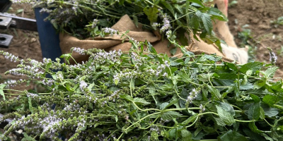 Certyfikowana organiczna mięta pieprzowa