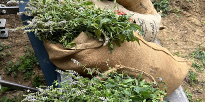 Certyfikowana organiczna mięta pieprzowa