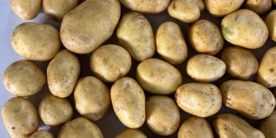 Producent oferuje wysokiej jakości ziemniaki Soraya (inne odmiany dostępne