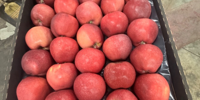 Red Delicious kaliber 70+, opakowania kartonowe na całą Europę