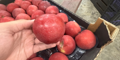 Red Delicious kaliber 70+, opakowania kartonowe na całą Europę