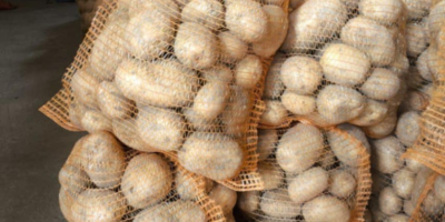 Witam Sprzedam ziemniaki odmiany Colomba, duże (powyżej 5,5). Ziemniaki