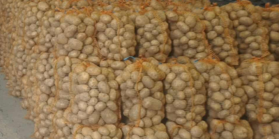 Witam Sprzedam ziemniaki odmiany Colomba, duże (powyżej 5,5). Ziemniaki