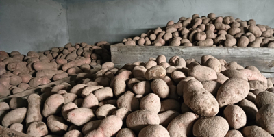 Sprzedam ziemniaki, Red Lady sortowane od 50+, ładny zdrowy