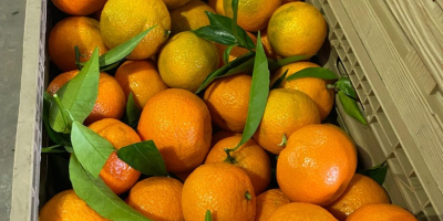 DMD Fruit Srl to firma rodzinna z siedzibą w