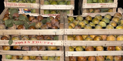 produkcja miękkich, organicznych, słodkich kaki