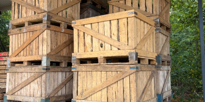 Oferuję na sprzedaż dużą ilość kapusty. Odmiana: Green lunar