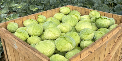 Oferuję na sprzedaż dużą ilość kapusty. Odmiana: Green lunar