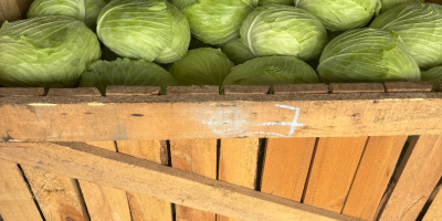 Oferuję na sprzedaż dużą ilość kapusty. Odmiana: Green lunar