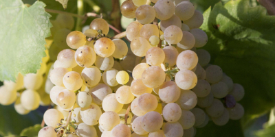 Sprzedam winogrona Fiano di Avellino.