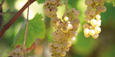 Sprzedam winogrona Fiano di Avellino.