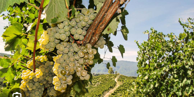 Sprzedam winogrona Fiano di Avellino.