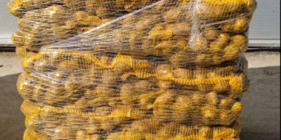 Ziemniaki żółte na sprzedaż w małych i dużych partiach.