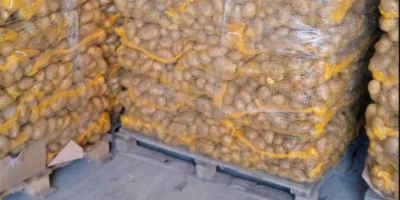 Ziemniaki żółte na sprzedaż w małych i dużych partiach.