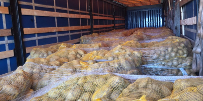 Ziemniaki żółte na sprzedaż w małych i dużych partiach.