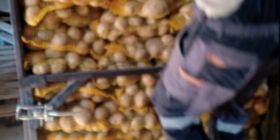 Ziemniaki żółte na sprzedaż w małych i dużych partiach.