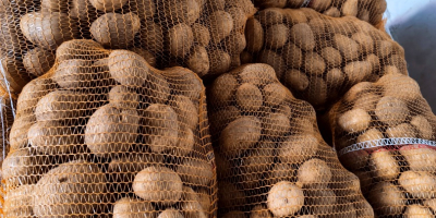 Sprzedaż hurtowa ziemniaków wysokiej jakości – eksport / rynek