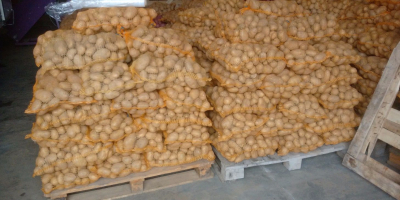 Sprzedam ziemniaki jadalne odmiany Queen Anna z tegorocznych zbiorów.