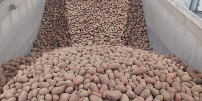 Nagykereskedelmi értékesítésben vörös és sárga burgonyát kínálunk. Big bagben,