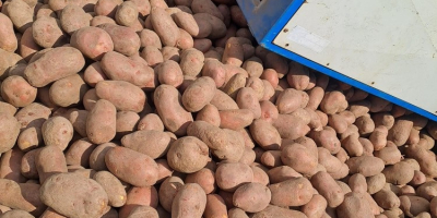 Nagykereskedelmi értékesítésben vörös és sárga burgonyát kínálunk. Big bagben,