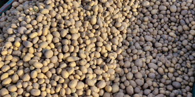 Mam do sprzedania ziemniaka odmiany Retsonia i soraya Retsoni