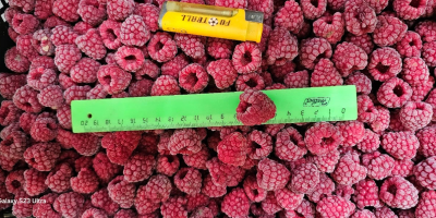 Sprzedam - maliny mrożone metodą szokową (IQF) Ilość: 60