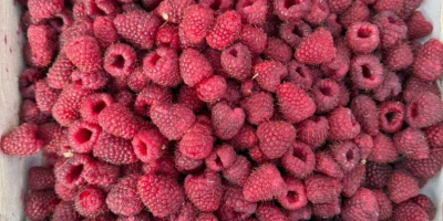 Sprzedam - maliny mrożone metodą szokową (IQF) Ilość: 60
