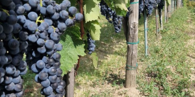 Sprzedaję winogrona Aglianico di Montemarano, pochodzące z rodzinnych winnic