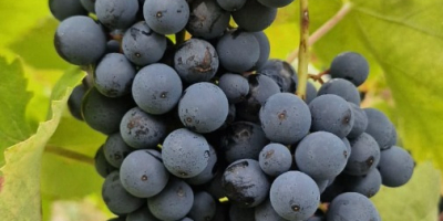 Sprzedaję winogrona Aglianico di Montemarano, pochodzące z rodzinnych winnic