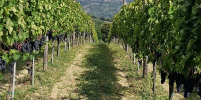 Sprzedaję winogrona Aglianico di Montemarano, pochodzące z rodzinnych winnic