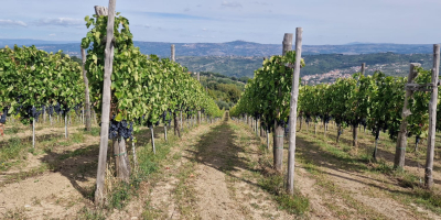 Sprzedaję winogrona Aglianico di Montemarano, pochodzące z rodzinnych winnic