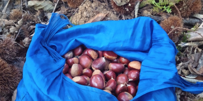 Naturalne kasztany uprawiane i zbierane w Pirenejach Nawarryjskich. Sprzedawane