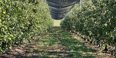 Sprzedam 50-60 ton jabłek odmiany Granny Smith, klasa I,