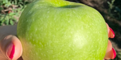 Sprzedam 50-60 ton jabłek odmiany Granny Smith, klasa I,