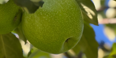 Sprzedam 50-60 ton jabłek odmiany Granny Smith, klasa I,