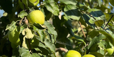 Sprzedam 50-60 ton jabłek odmiany Granny Smith, klasa I,