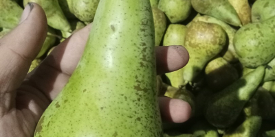 Witam sprzedam gruszkę konferencje kaliber 55+ lub 60+ .