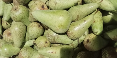 Witam sprzedam gruszkę konferencje kaliber 55+ lub 60+ .