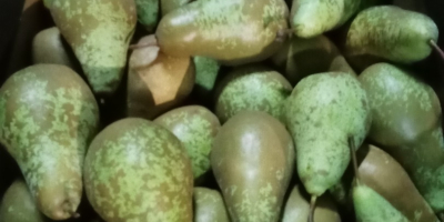 Witam sprzedam gruszkę konferencje kaliber 55+ lub 60+ .